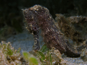 hippocampus by Juan Torres 